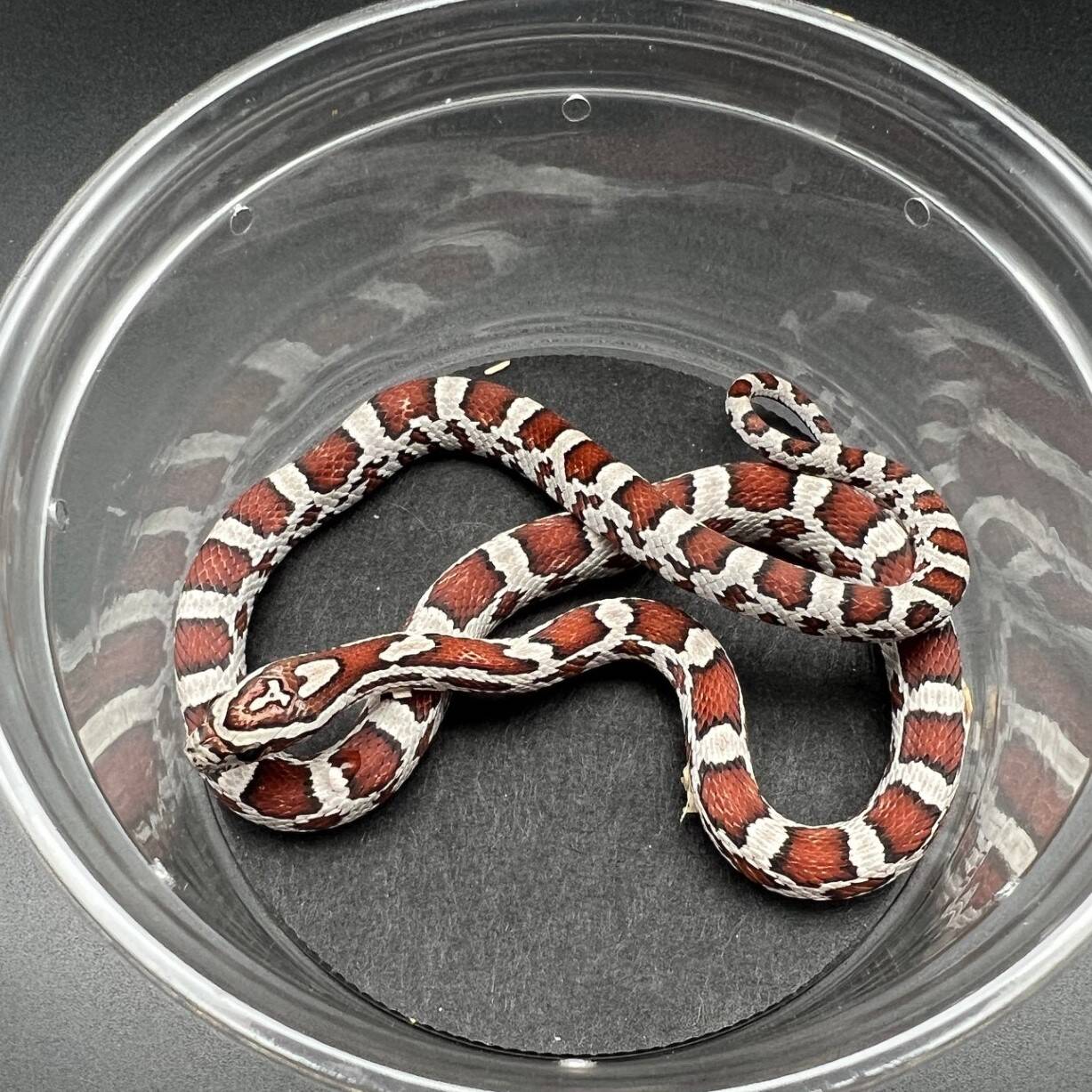 Corn snake - Wikipedia, image size:1227x1227