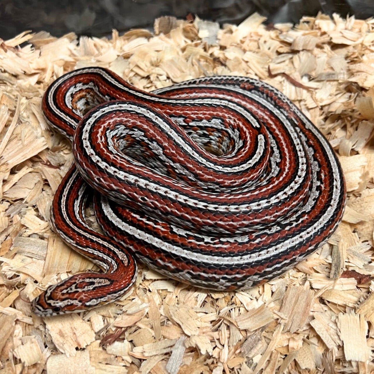Corn Snake Production 2023 | Hare Hollow Farm